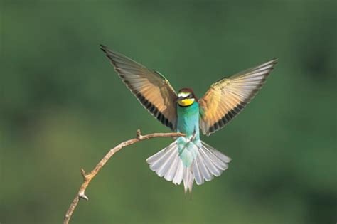 Bird Photography Tips and Tricks