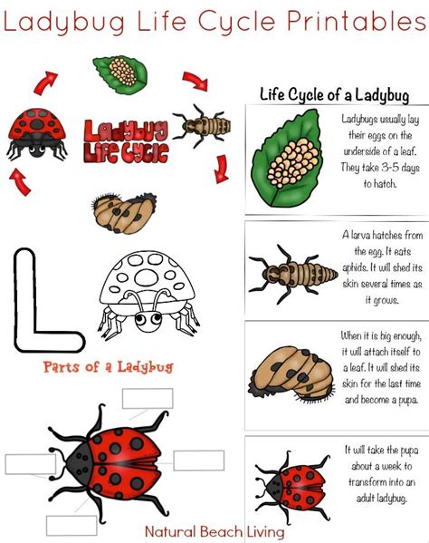 Ladybug Life Cycle Activities & Free Printables - Natural Beach Living ...