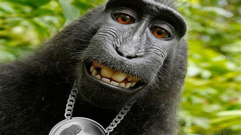 Funny Chimpanzee Monkey Expression In Green Leaves Background HD Funny ...