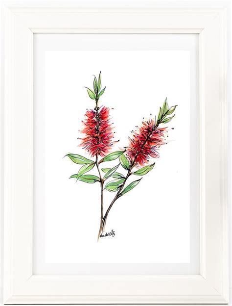 Red BottleBrush watercolour & pen drawing print. Australian | Etsy