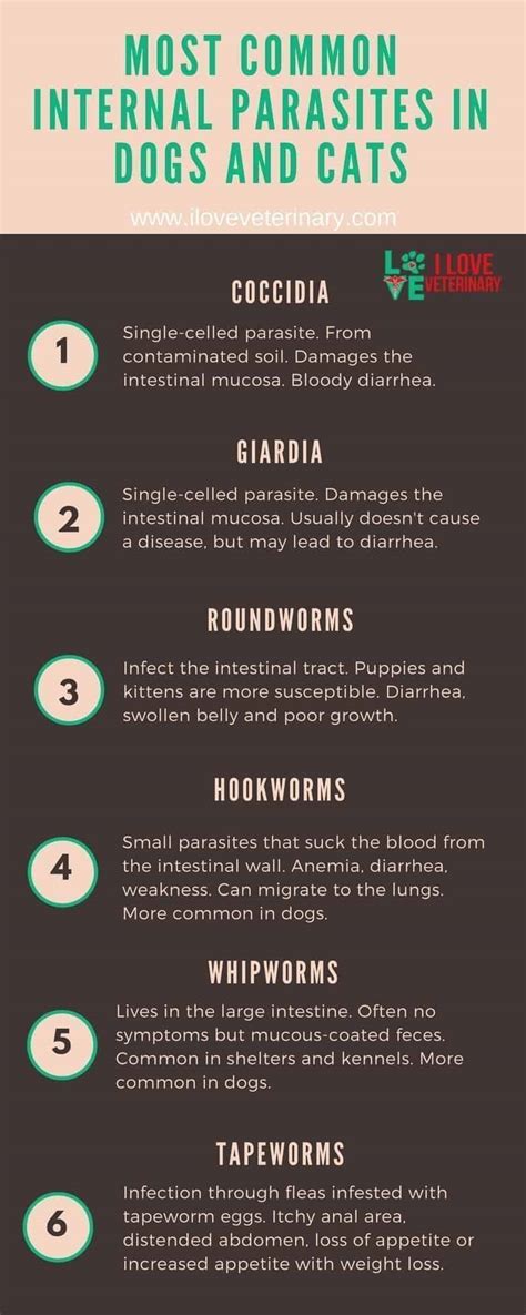 Most Common Internal Parasites In Dogs And Cats - I Love Veterinary