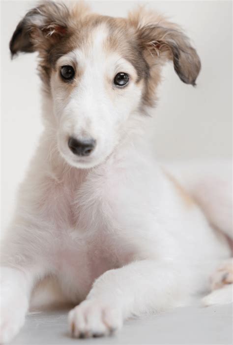 Borzoi Barsoi - Borzoi - Raças de Cachorro / Specialty best of breed ...