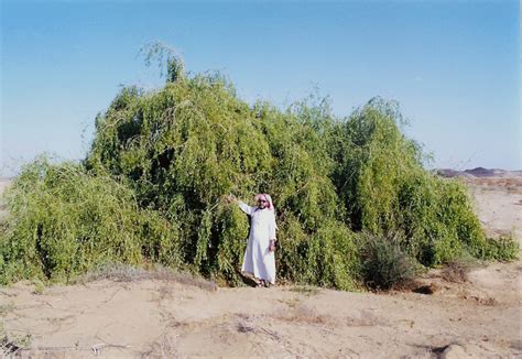 BioVegetalis: RAÍZ DE SALVADORA PÉRSICA (ARAK, PEELU).