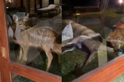 Animal sighting: Kudu being admired from tourist's room gets caught by ...