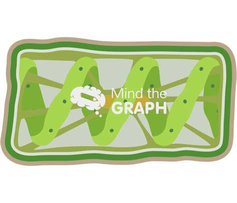 Spirogyra chlorophyta structure