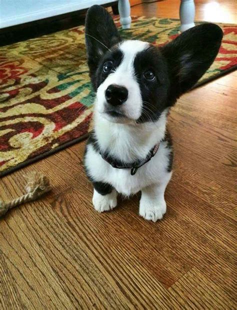 Black And White Corgi Puppies For Sale | PETSIDI