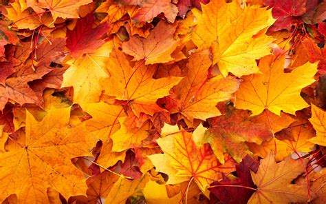 Autumn Leaf Backgrounds - Wallpaper Cave