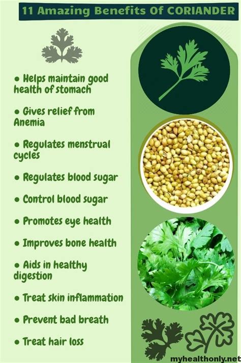 Impressive Health Benefits of Coriander - My Health Only