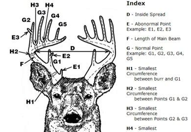 Antler measuring sessions set across South Carolina