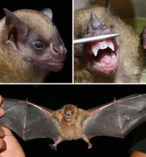 30 Species Of Bats That Look Too Bizarre To Be Considered Bats | Bored ...