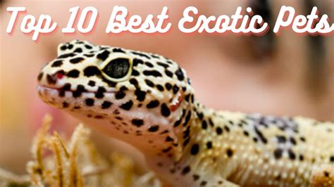 Top 10 Best Exotic Pets - YouTube