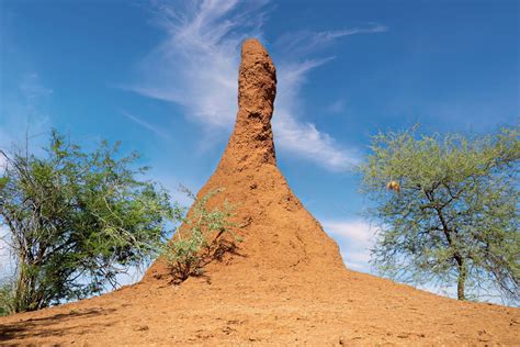 Termite mounds could inspire “living and breathing” buildings - Earth.com