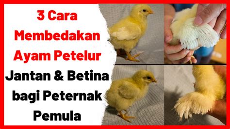 3 Cara Membedakan Ayam Petelur Jantan & Betina Bagi Peternak Pemula