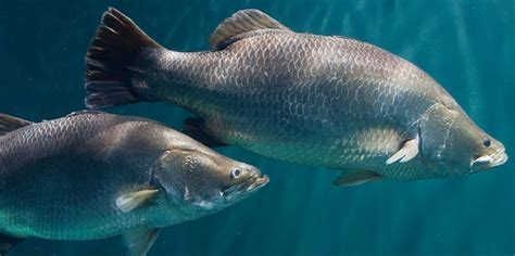 Barramundi · Tennessee Aquarium