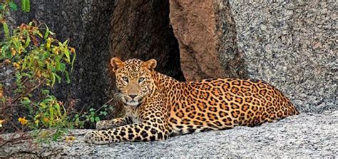 Jawai Leopard Safari Timings