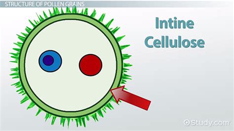 Pollen Grain Definition, Features & Function - Lesson | Study.com