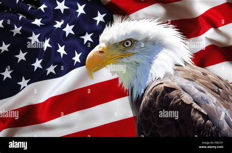 Background, wallpaper - North American Bald Eagle on american flag ...