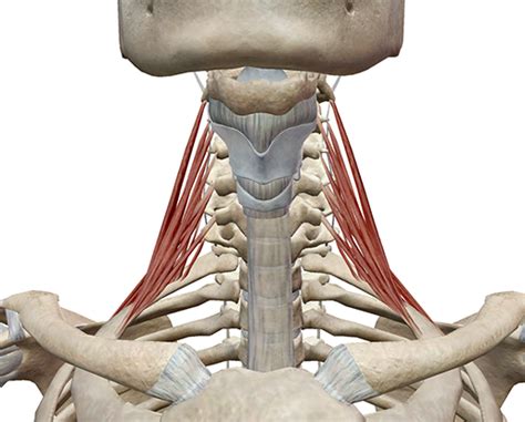 Learn Muscle Anatomy: Scalene Muscles