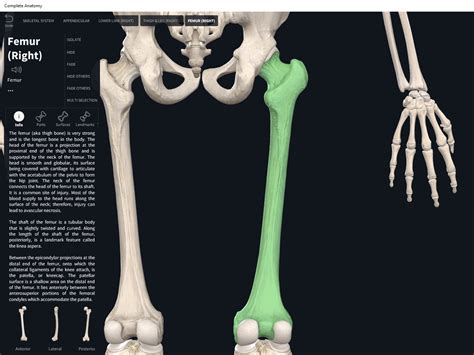 Bones: Femur. – Anatomy & Physiology