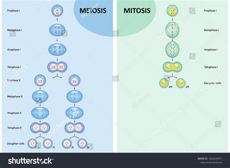 746 Mitosis Diagram Images, Stock Photos & Vectors | Shutterstock