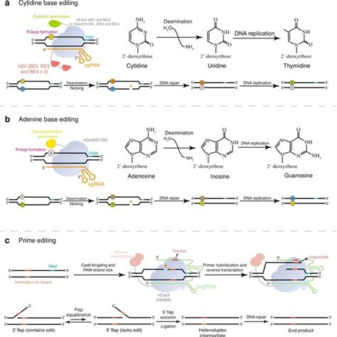 The mechanism of base editing and prime editing. a A cytosine base ...