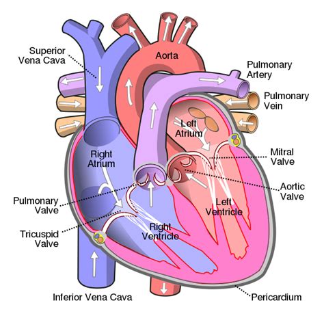 File:Diagram of the human heart (cropped).svg - Wikipedia