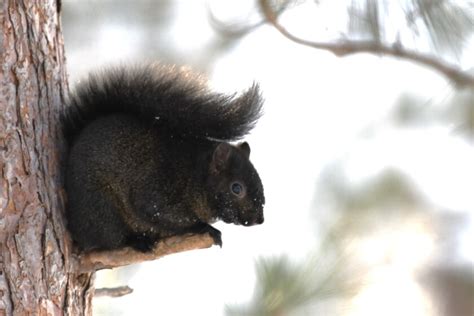 Ask the Master Naturalist: Gene variant in black squirrels help them be ...