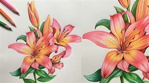 Drawing Flowers With Coloured Pencils - Home Alqu