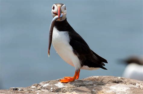 60+ Atlantic Puffin Eating Fish Stock Photos, Pictures & Royalty-Free ...