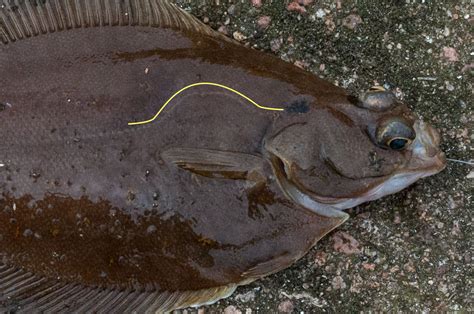 Flatfish Identification A Simplified Guide to Common Flatfish | Planet ...