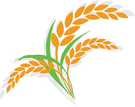 Rice Clipart Cereal Plant - Rice Plant Clipart Png Transparent Png ...