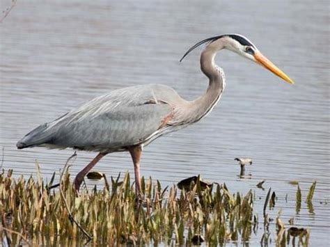 Great blue heron fun facts, bird height, habitat & migration