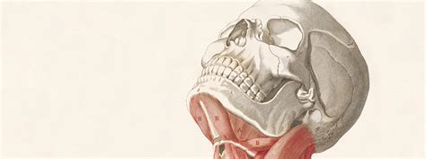 Flesh and Bones: The Art of Anatomy