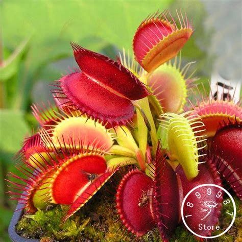 Insectivorous Plant Seeds Dionaea Muscipula Giant Clip Venus Flytrap ...