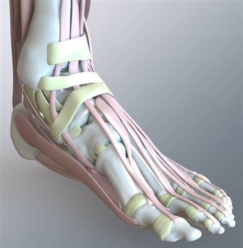 Zygote::Solid 3D Human Foot & Ankle Model | Medically Accurate | Anatomy