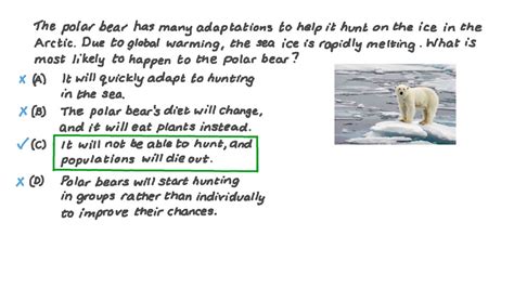 Polar Bear Adaptations