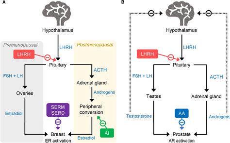 Frontiers | Ovarian Function Suppression With Luteinizing Hormone ...