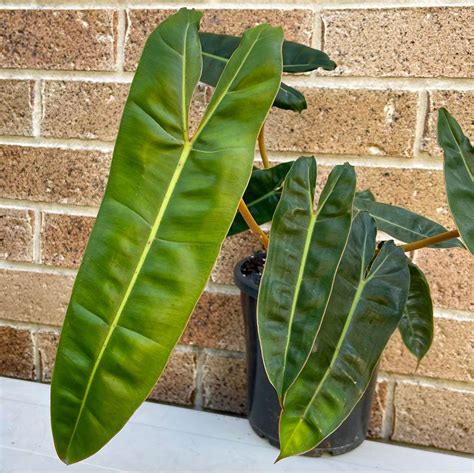 The Must Read Philodendron Billietiae Care Guide - Indoor Plant Addicts