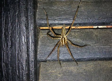 PA Spiders | Pictures of Spiders in Pennsylvania - Western Pest Services