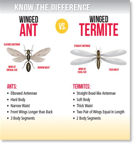 Have you found what looks like flying ants (termites) around your property?