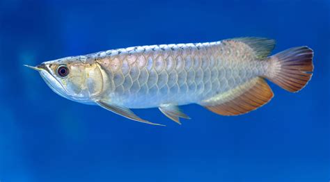 Arowana Fish Species Profile