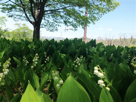 A field of, Lily of the Valley Avas Flowers, Ladder To Heaven, Old ...