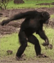 Dancing Monkey GIFs | Tenor