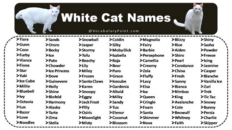 150+ Fluffy White Cat Names : Cute, Funny and Best - Vocabulary Point