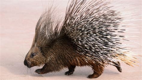 Porcupine history and some interesting facts