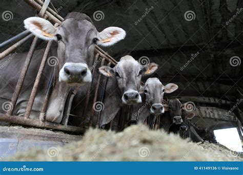 Cows farm stock photo. Image of husbandry, barns, countryside - 41149136