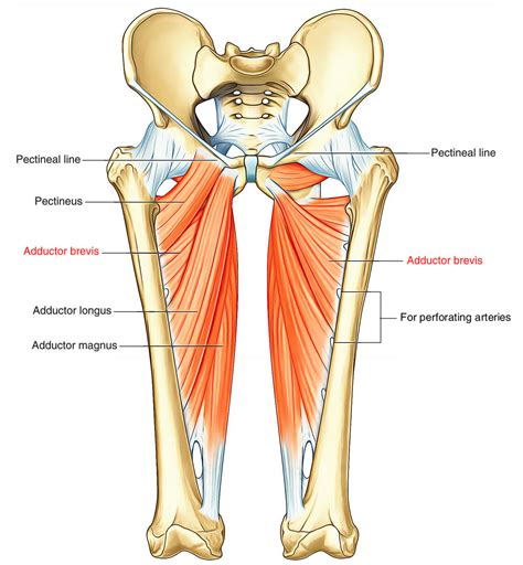 Groin Pain and Return To Play