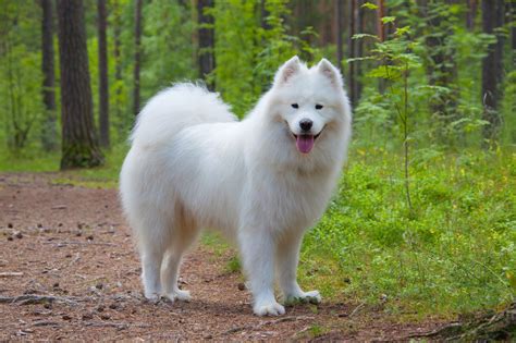 Samoyed Info, Temperament, Lifespan, Puppies, Pictures