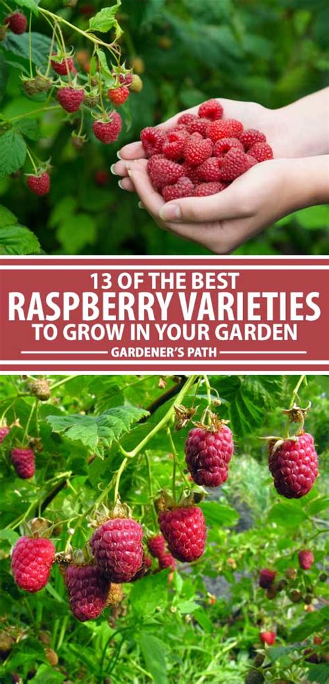 Raspberry Varieties Comparison - Raspberry