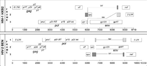 4. HIV-1 and HIV-2 gene maps: HIV genomes' organisation is shown as ORF ...